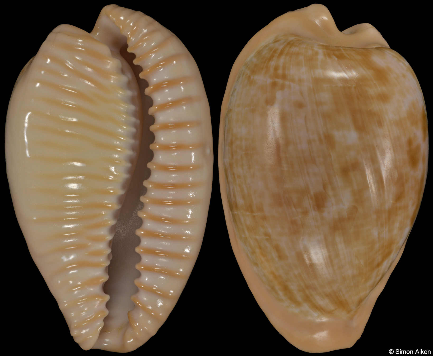 Cypraeovula fuscodentata grohorum