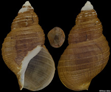 Buccinum rausicum