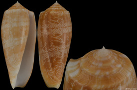 Conus vicweei