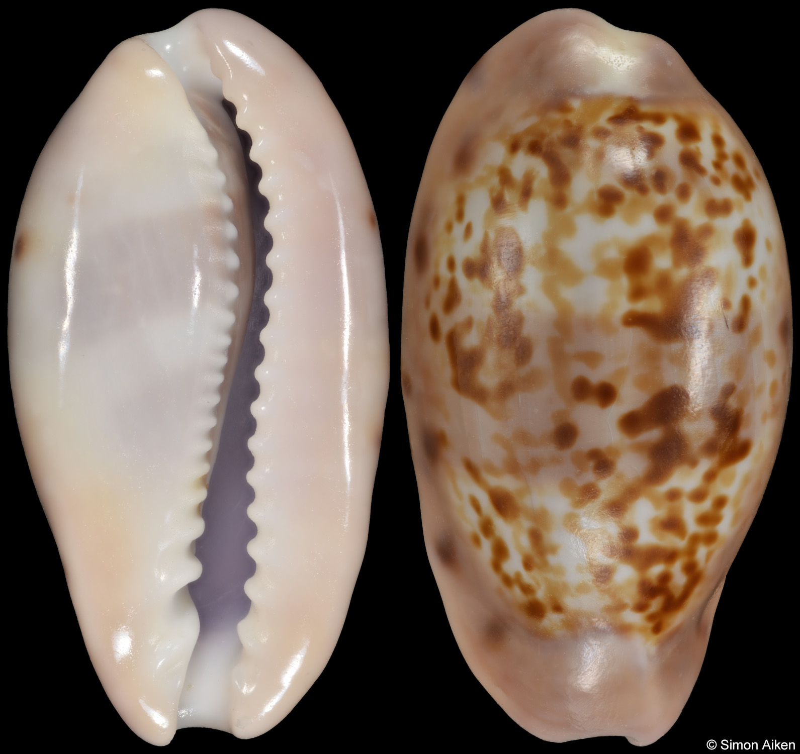 Zonaria picta
