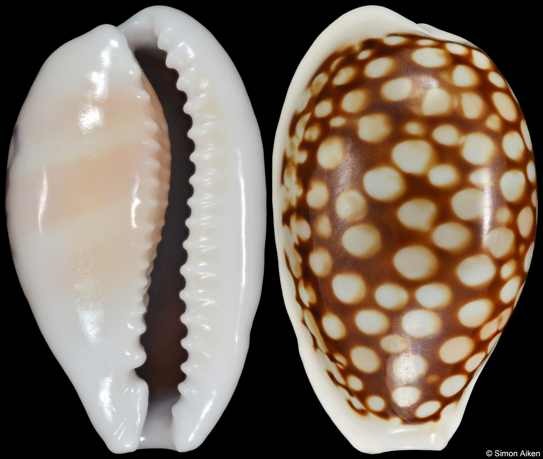 Cribrarula comma setepausensis