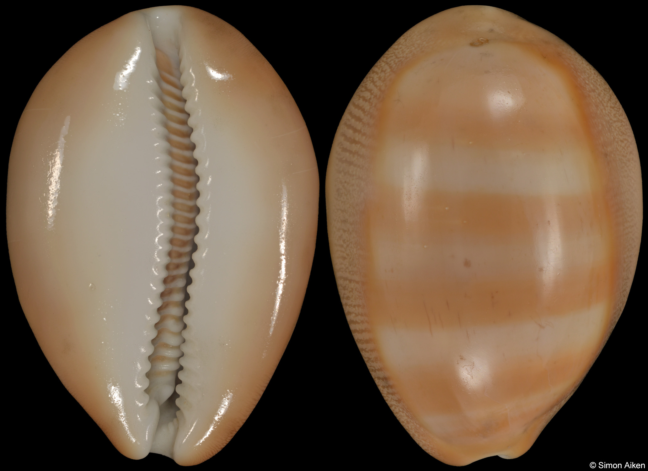Lyncina schilderorum