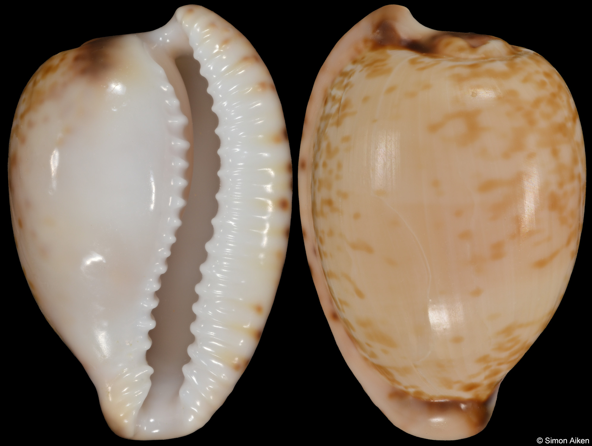 Cypraeovula algoensis algoensis