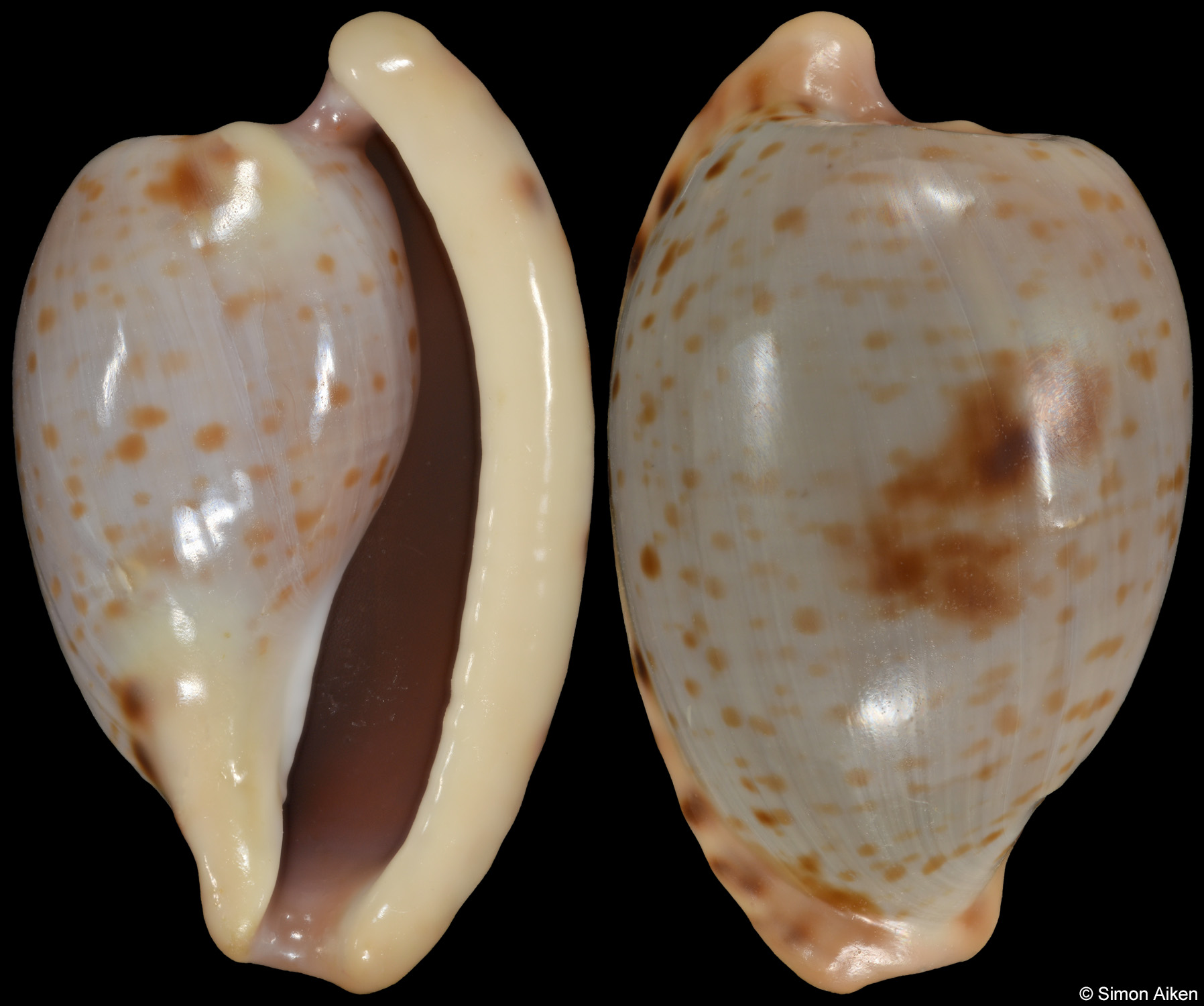Cypraeovula alfredensis