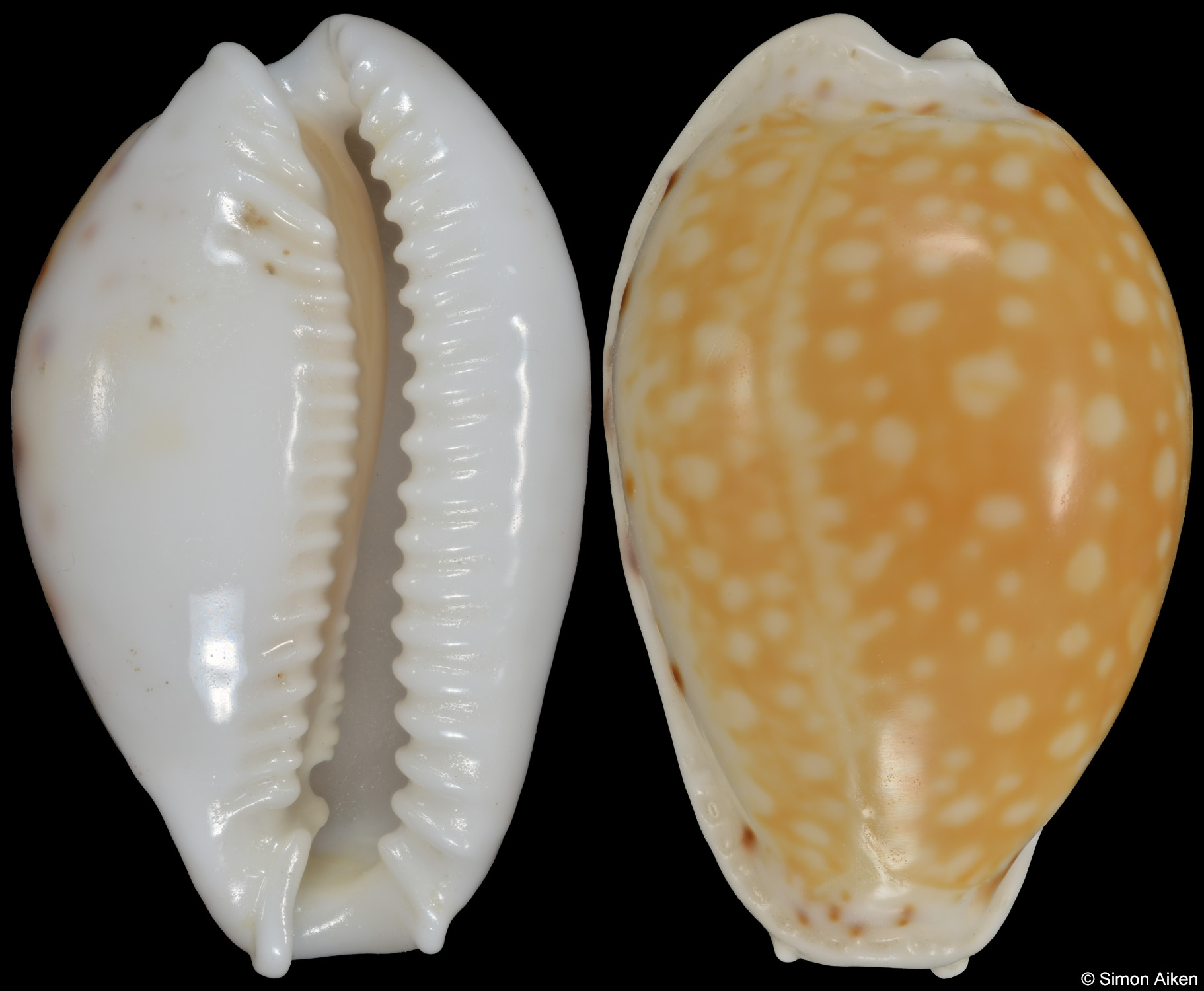 Naria cernica