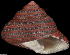 Clanculus pharaonius