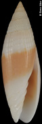 Swainsonia newcombii