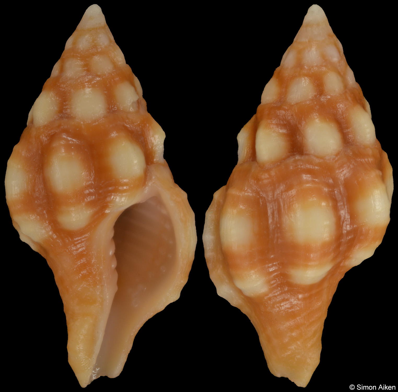 Pustulatirus biocellatus