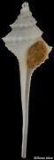 Coluzea wormaldi