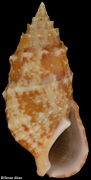 Cerithium bayeri