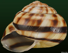 Aegistohadra jiahei