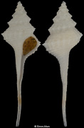 Coluzea wormaldi