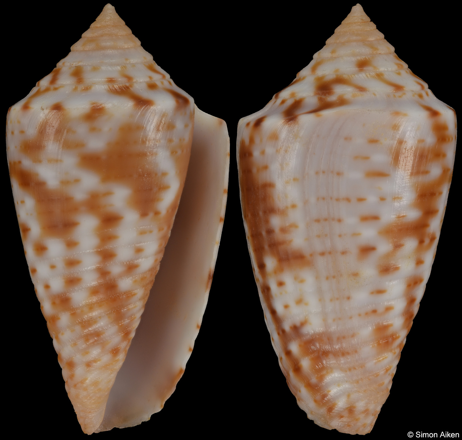 Conus ildae