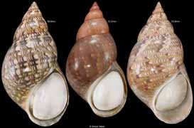Phasianella australis