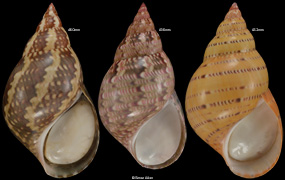 Phasianella australis