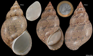 Phasianella australis