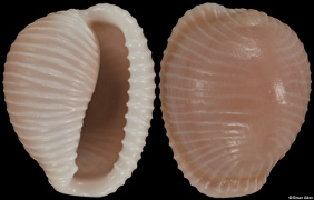 Triviella aperta
