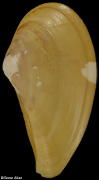 Nuculana pernula