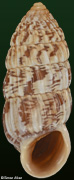 Cerion mumia chrysalis