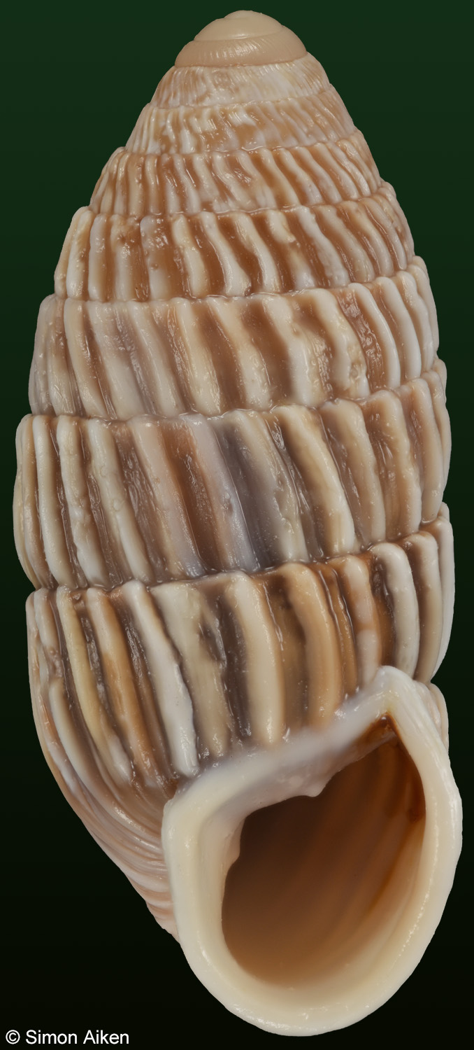 Cerion watlingense