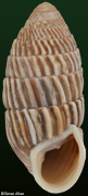 Cerion watlingense