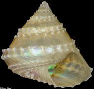Calliotropis stanyi
