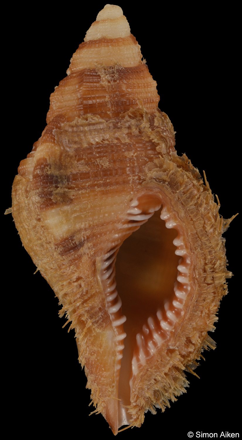 Monoplex macrodon