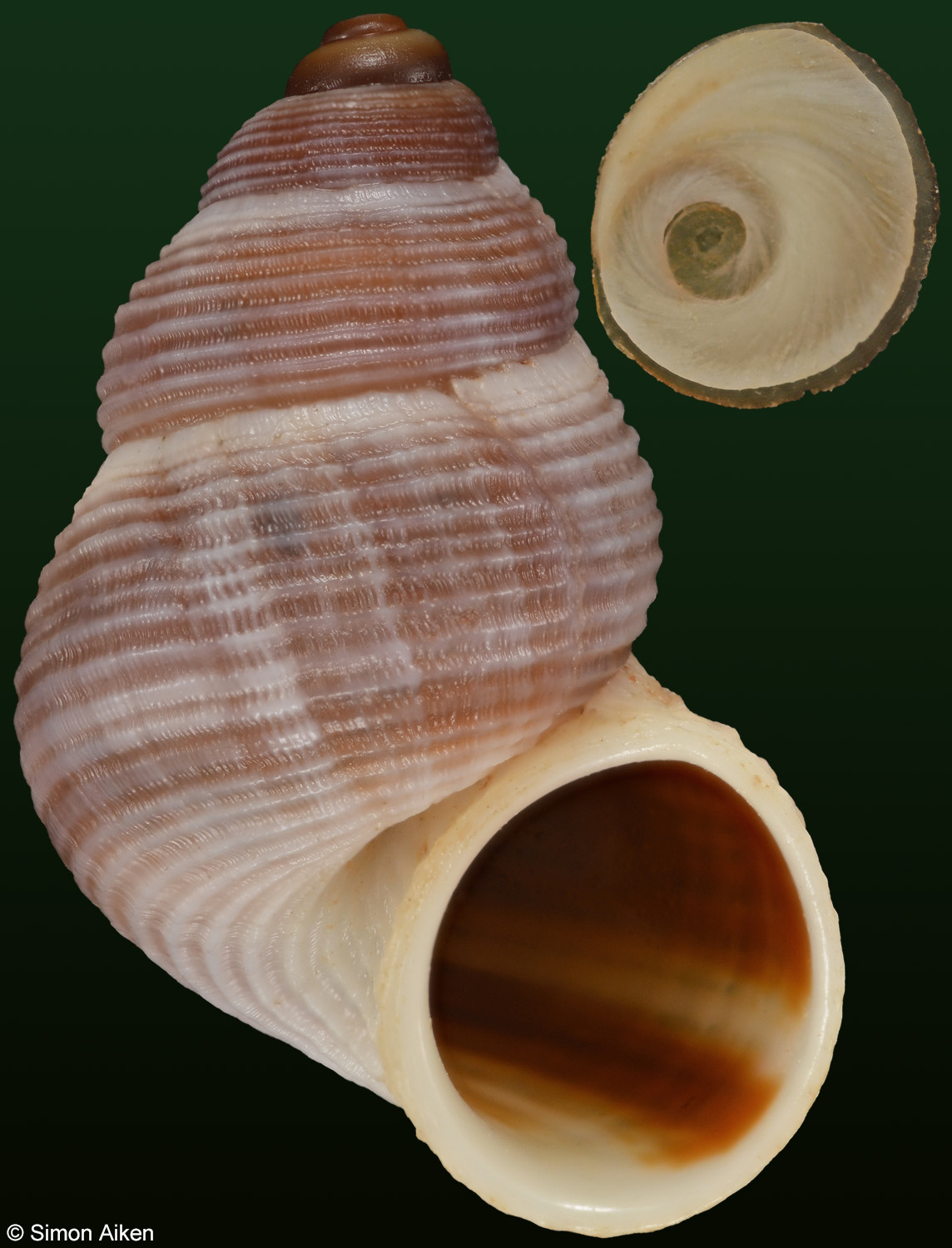 Tudorella melitensis