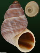 Tudorella melitensis