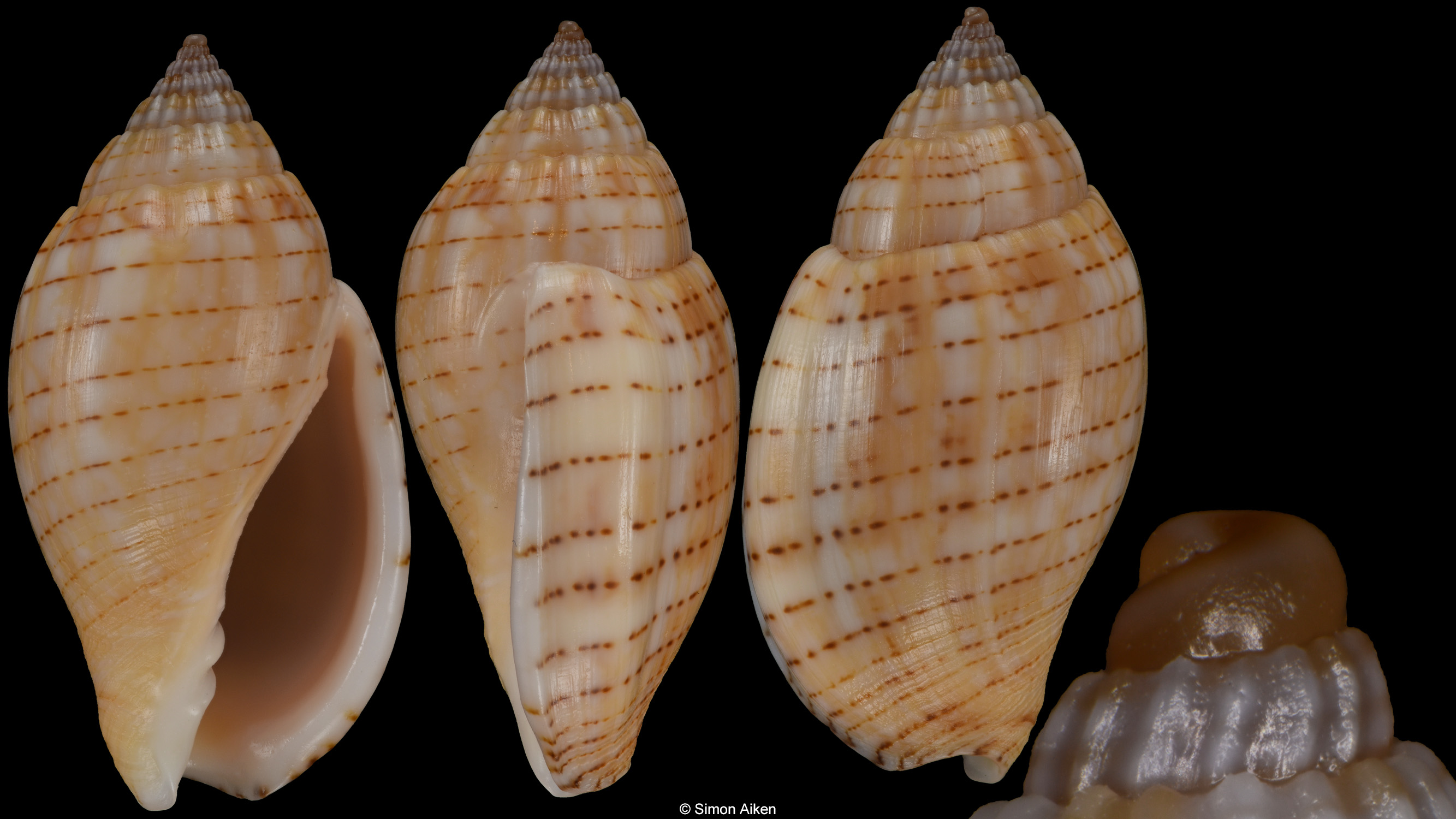 Lyria deliciosa