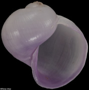Janthina pallida