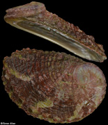 Haliotis arabiensis