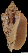Voluta ebraea