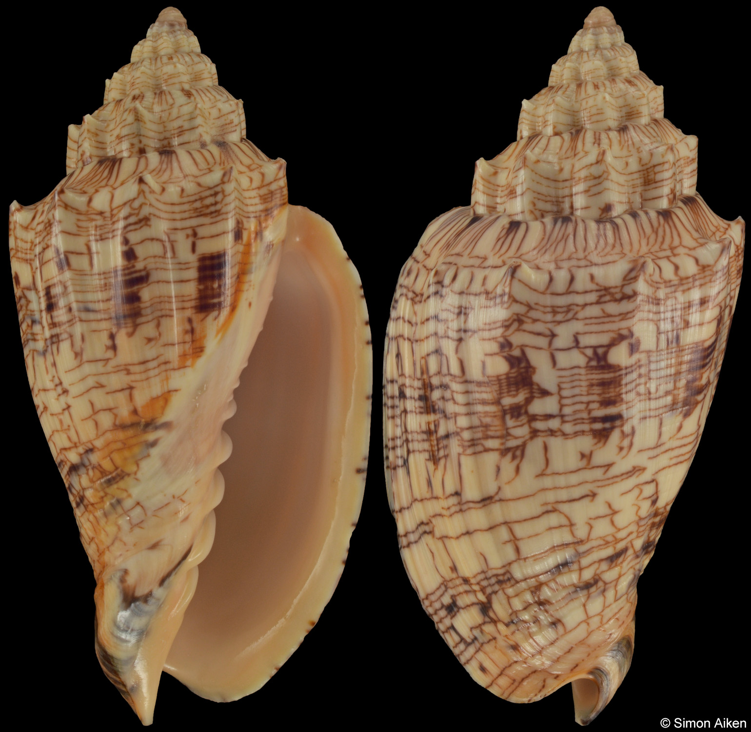 Voluta ebraea