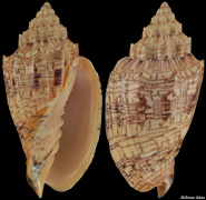 Voluta ebraea