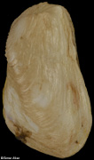 Hiatella arctica