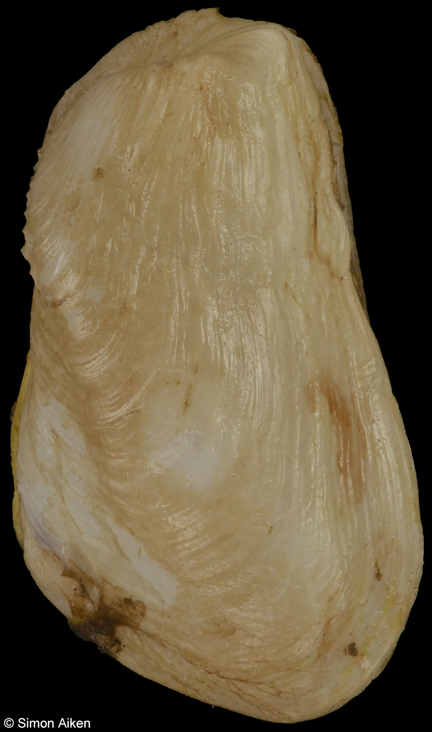 Hiatella arctica