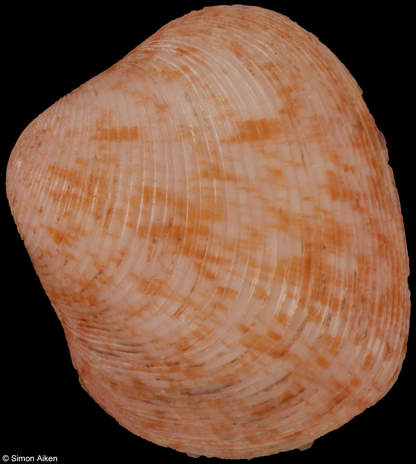Indocrassatella pilula