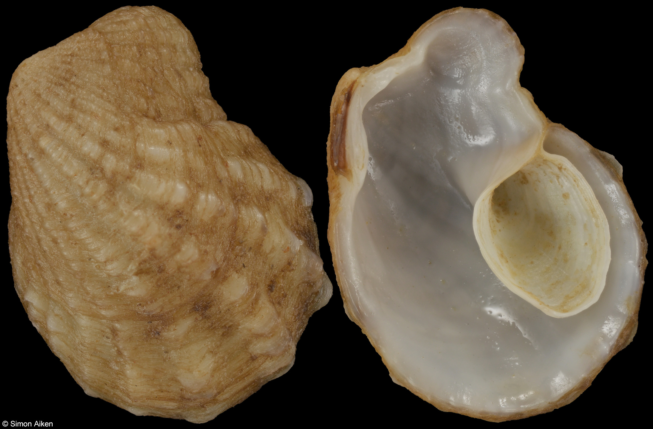 Thecalia concamerata