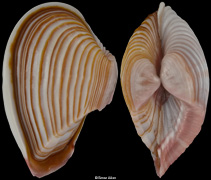 Corbula sulcata