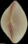 Fimbria fimbriata
