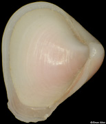 Corbula operculata