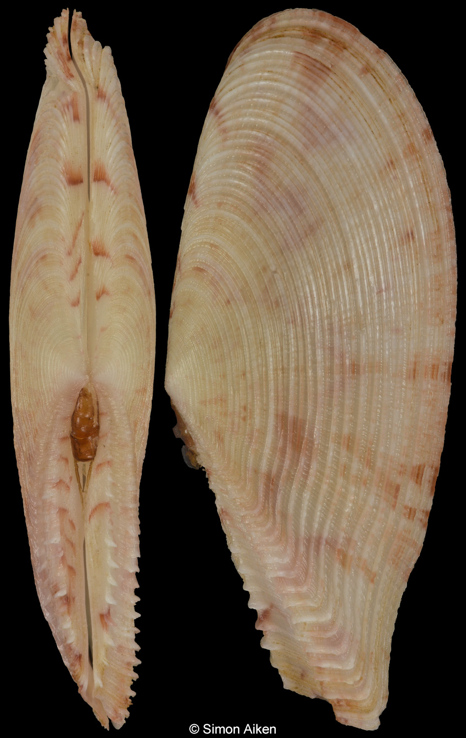 Tellinella cumingii