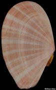 Tellinella virgata