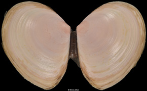 Macoma balthica