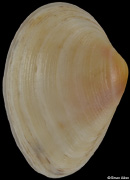 Gastrana fragilis