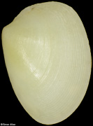 Cadella crebrimaculata