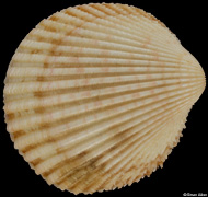 Vasticardium pectiniforme