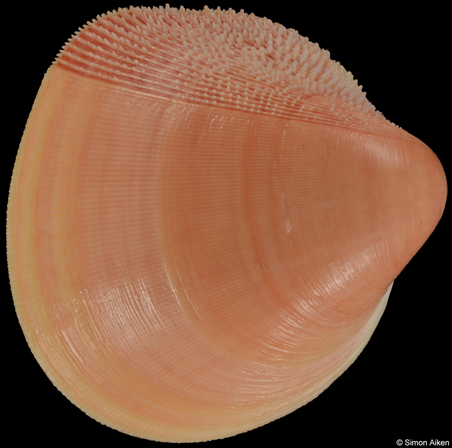 Nemocardium bechei