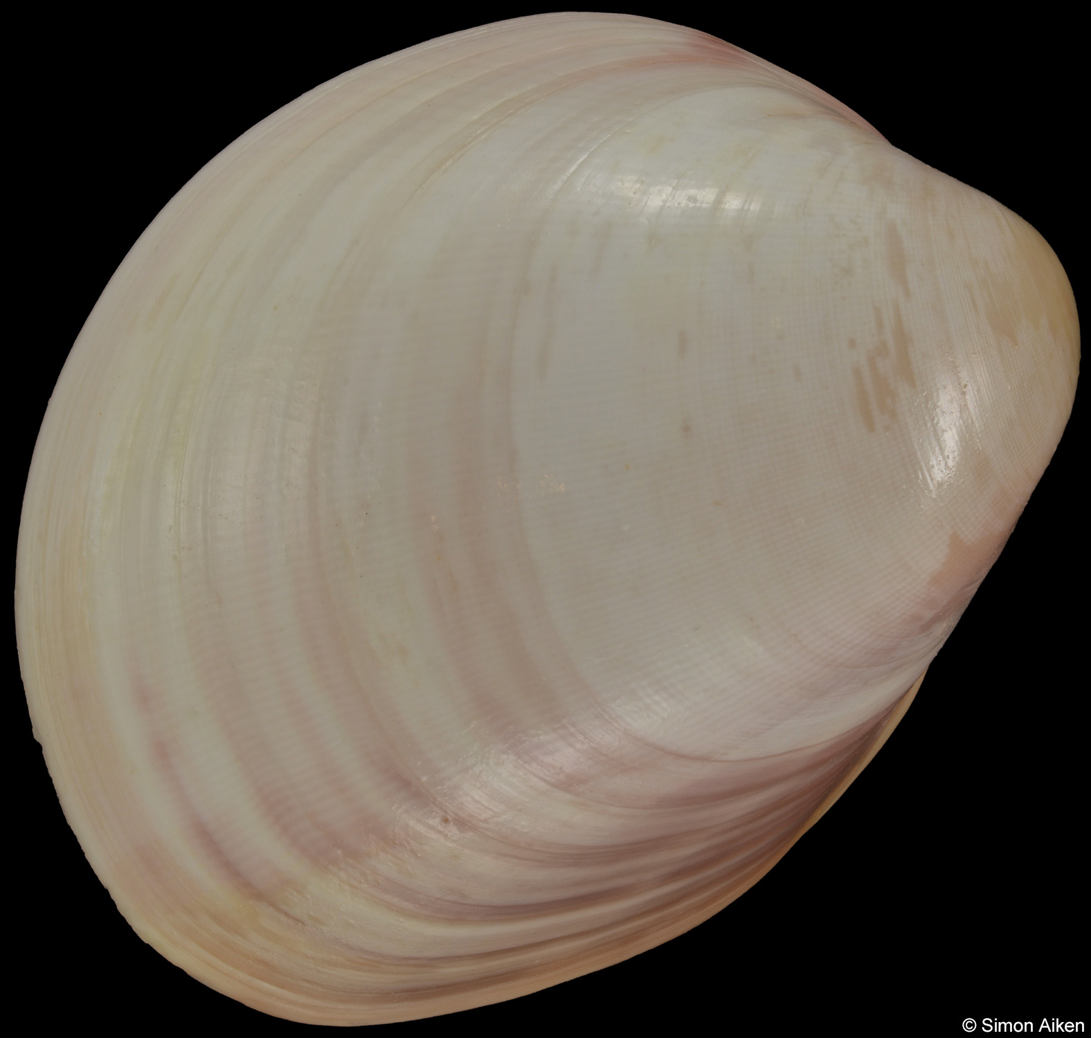 Laevicardium serratum